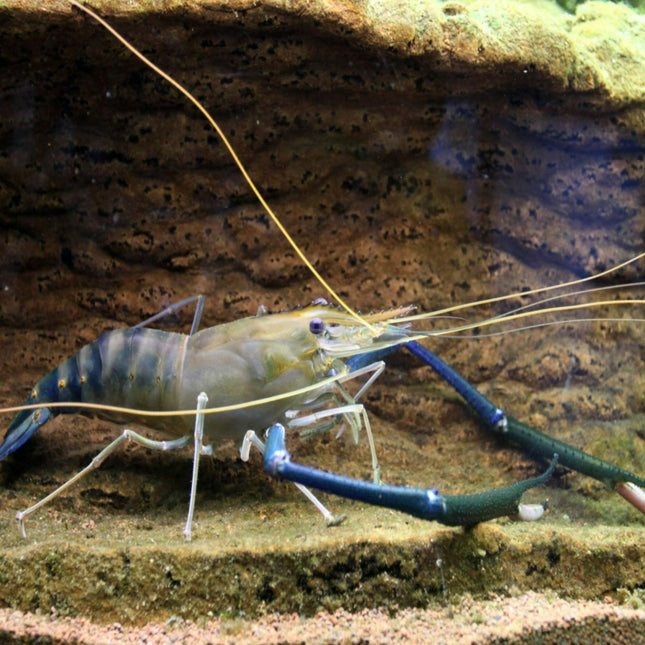 Macrobrachium Rosenbergii 10cm - Nano Tanks Australia Aquarium Shop