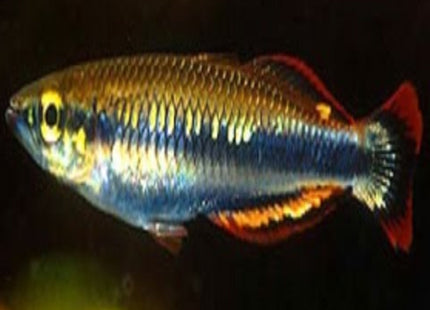 Madagascar Rainbow - Nano Tanks Australia Aquarium Shop
