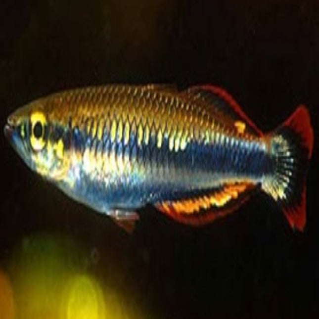 Madagascar Rainbow - Nano Tanks Australia Aquarium Shop