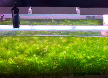 Maidenia Maidenia rubra Valisneria Rubra - Nano Tanks Australia Aquarium Shop