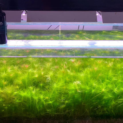 Maidenia Maidenia rubra Valisneria Rubra - Nano Tanks Australia Aquarium Shop