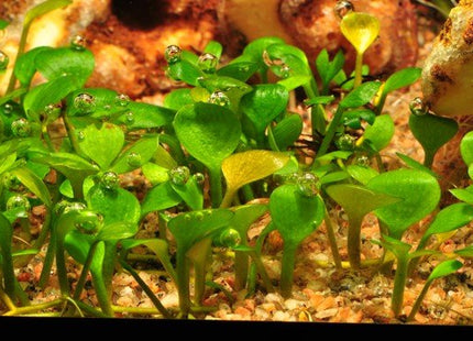 MARSLIEA HIRSUTE - Nano Tanks Australia Aquarium Shop