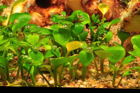 MARSLIEA HIRSUTE - Nano Tanks Australia Aquarium Shop