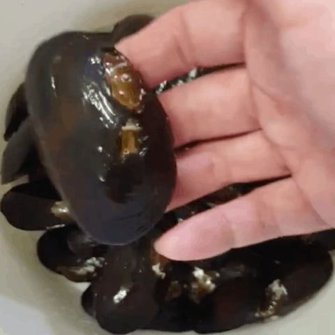 Medium Sized Freshwater Mussels - Nano Tanks Australia Aquarium Shop