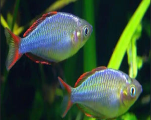Melanotaenia Praecox 5cm - Nano Tanks Australia Aquarium Shop