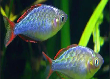 Melanotaenia Praecox 5cm - Nano Tanks Australia Aquarium Shop