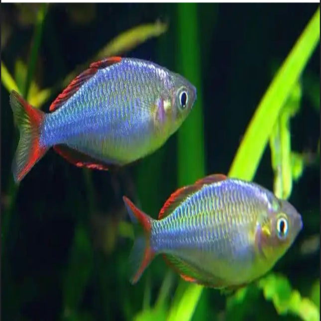 Melanotaenia Praecox 5cm - Nano Tanks Australia Aquarium Shop