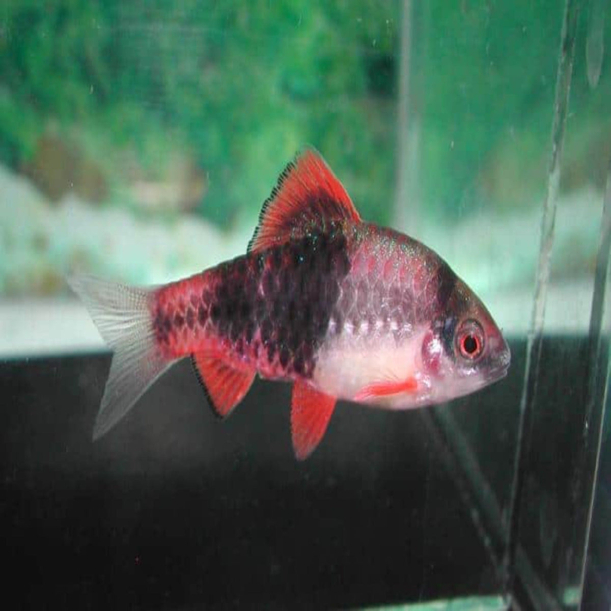 Melon Barb 4cm Haludaria fasciata Nano Tanks Australia Aquarium Shop
