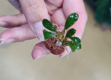 Mini Bucephalandra on Red Lava - Nano Tanks Australia Aquarium Shop