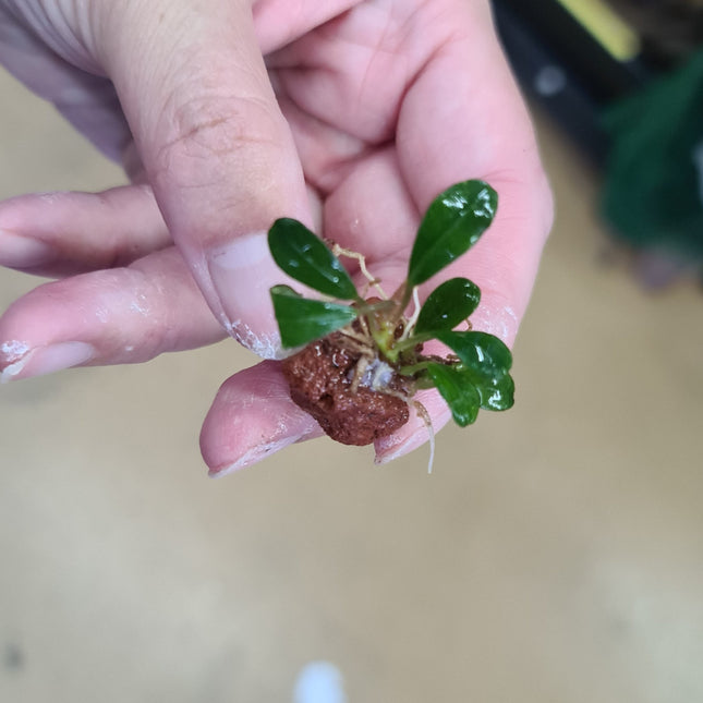 Mini Bucephalandra on Red Lava - Nano Tanks Australia Aquarium Shop