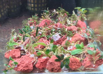 Mini Bucephalandra on Red Lava - Nano Tanks Australia Aquarium Shop