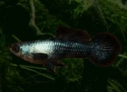 Mini Panda Guppy (Price per pair 1M1F) - Nano Tanks Australia Aquarium Shop