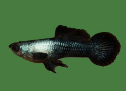 Mini Panda Guppy (Price per pair 1M1F) - Nano Tanks Australia Aquarium Shop