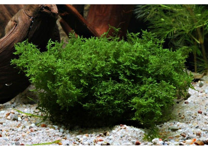 Mini Pellia Coral Moss Riccardia Chamedryfolia - Nano Tanks Australia Aquarium Shop