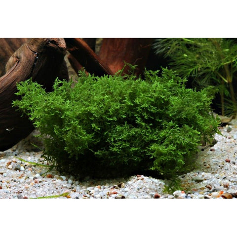 Mini Pellia Coral Moss Riccardia Chamedryfolia - Nano Tanks Australia Aquarium Shop