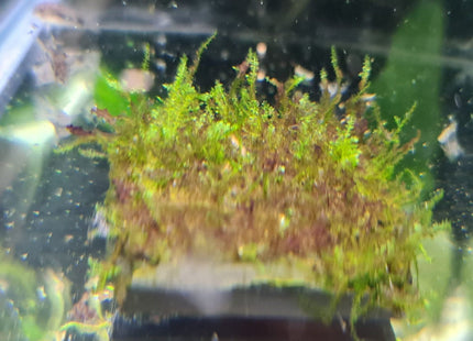 Mini Taiwan Moss on a slate - Nano Tanks Australia Aquarium Shop