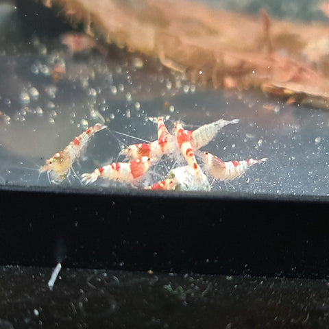 Mischling Shrimps - Nano Tanks Australia Aquarium Shop