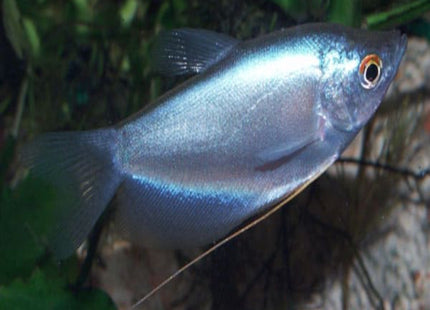 Moonlight Gourami Trichogaster microlepis - Nano Tanks Australia Aquarium Shop
