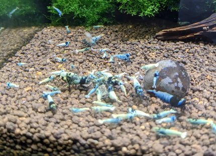 Mosura Blue Bolts Shrimp - Nano Tanks Australia Aquarium Shop