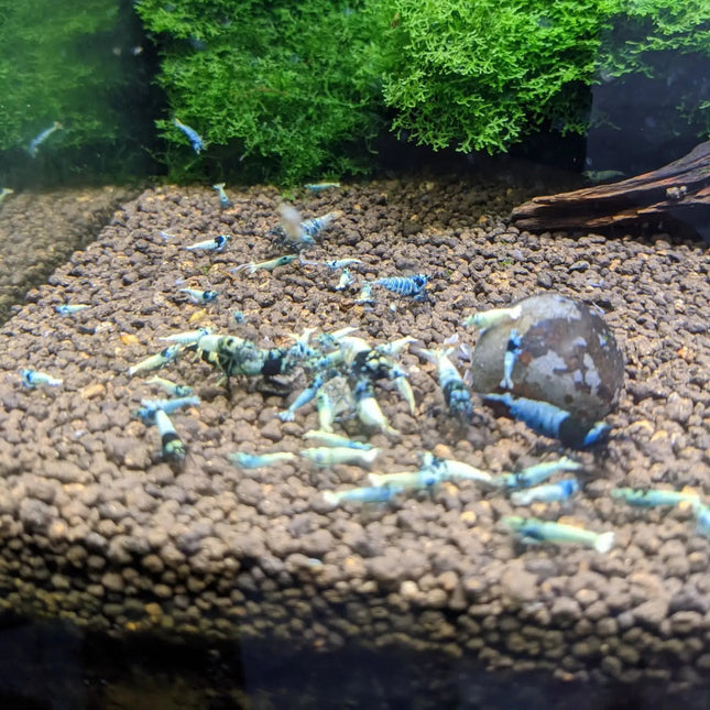 Mosura Blue Bolts Shrimp - Nano Tanks Australia Aquarium Shop