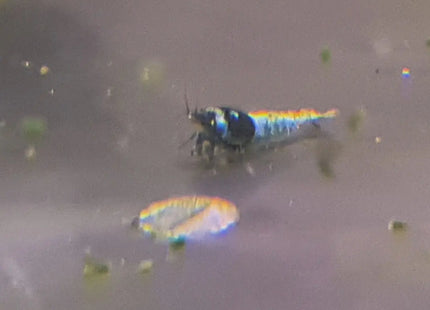 Mosura Blue Bolts Shrimp - Nano Tanks Australia Aquarium Shop