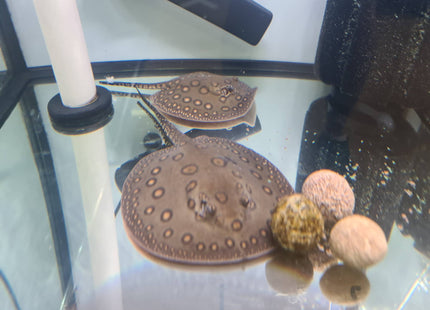 Motoro Stingrays - Nano Tanks Australia Aquarium Shop