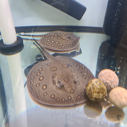 Motoro Stingrays - Nano Tanks Australia Aquarium Shop