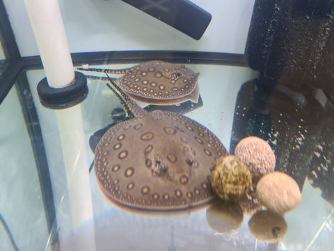 Motoro Stingrays - Nano Tanks Australia Aquarium Shop