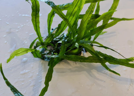 Needle Leaf Java Fern Loose - Nano Tanks Australia Aquarium Shop