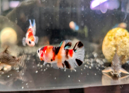 Nemo Female Betta - Nano Tanks Australia Aquarium Shop