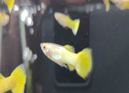 Neon Gold Guppy - Nano Tanks Australia Aquarium Shop