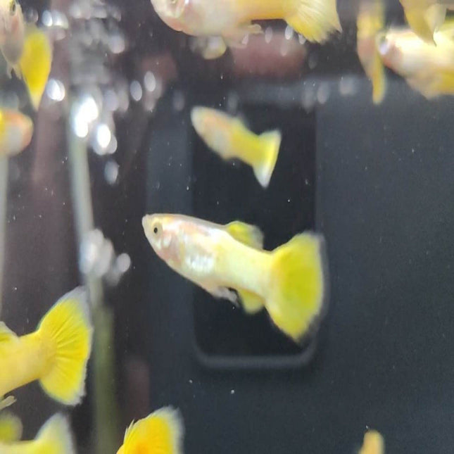 Neon Gold Guppy - Nano Tanks Australia Aquarium Shop