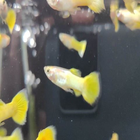 Neon Gold Guppy - Nano Tanks Australia Aquarium Shop