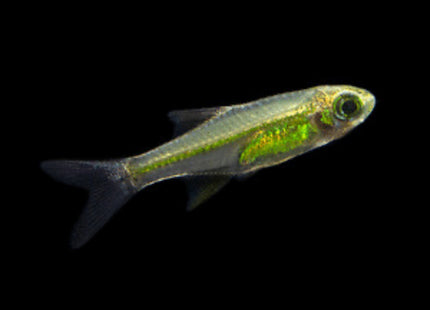 Neon Green Rasbora 2cm (Microdevario Kubotai) - Nano Tanks Australia Aquarium Shop