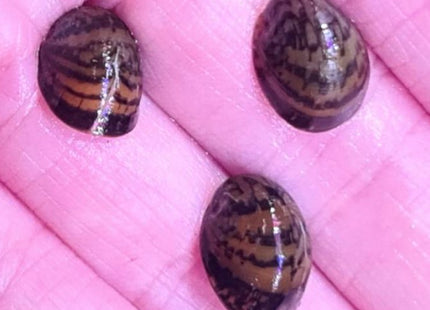 Nerite Snail 1-2cm - Nano Tanks Australia Aquarium Shop