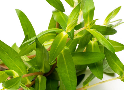Nesaea Triflora 5 stems 10cm - Nano Tanks Australia Aquarium Shop