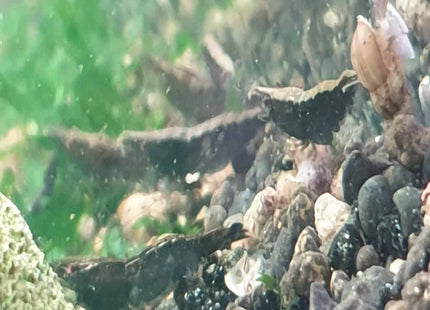 Ninja Shrimp - Nano Tanks Australia Aquarium Shop