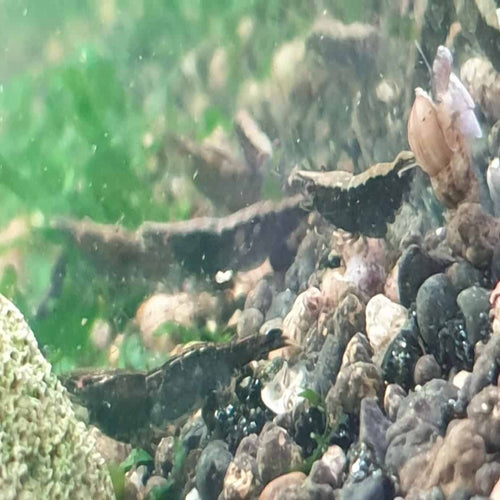 Ninja Shrimp 1cm