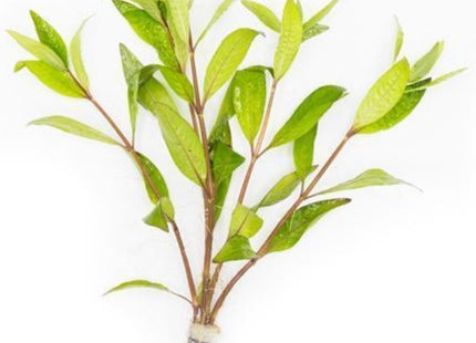 Nomaphila Stricta (Siamensis) 5 stems around 10cm each - Nano Tanks Australia Aquarium Shop
