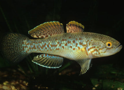 Northern Purple Spotted Gudgeon - Nano Tanks Australia Aquarium Shop