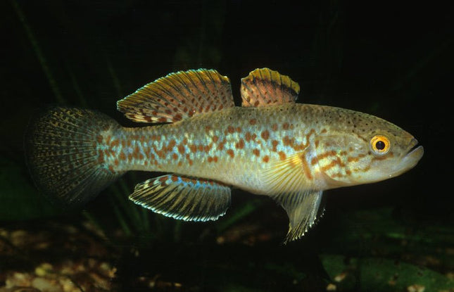 Northern Purple Spotted Gudgeon - Nano Tanks Australia Aquarium Shop