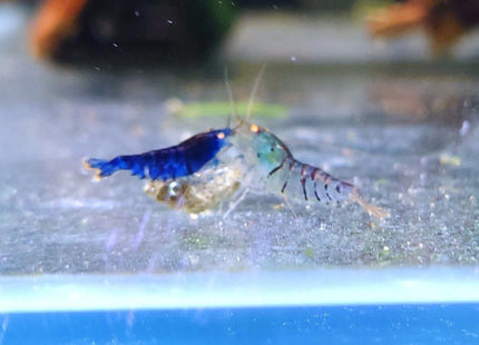 Orange Eye Tiger Shrimp (OEBT) - Nano Tanks Australia Aquarium Shop