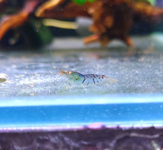 Orange Eye Tiger Shrimp (OEBT) - Nano Tanks Australia Aquarium Shop