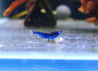 Orange Eye Blue Tiger