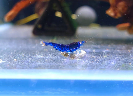 Orange Eye Tiger Shrimp (OEBT) - Nano Tanks Australia Aquarium Shop