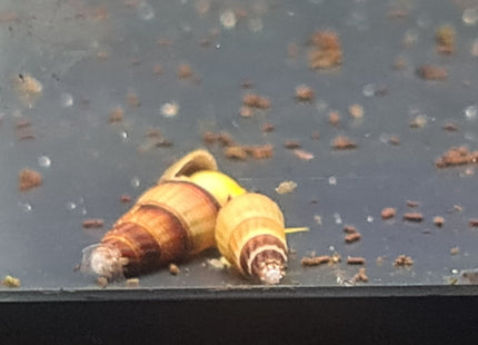 Orange Poso Rabbit Snail - Nano Tanks Australia Aquarium Shop