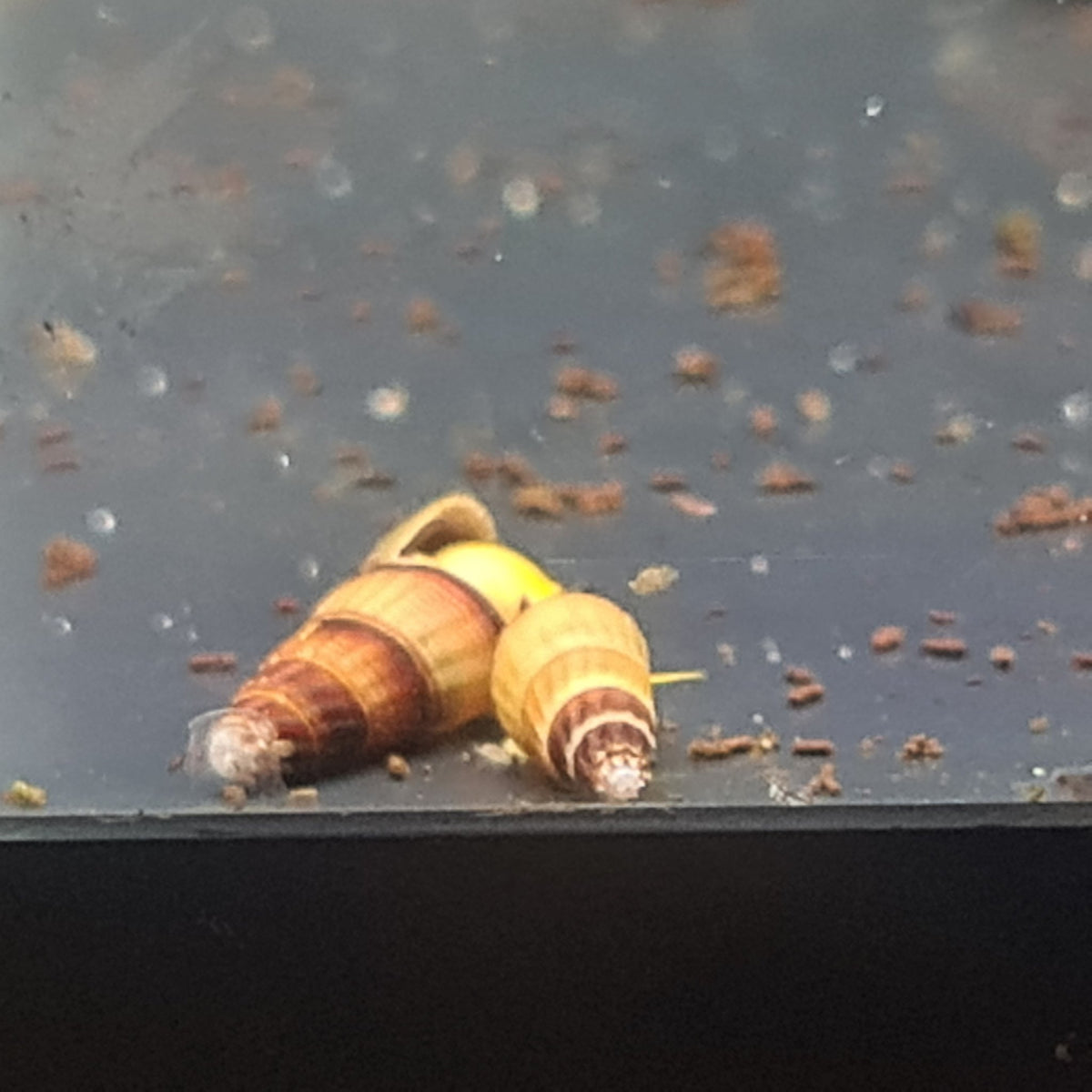 Orange Poso Rabbit Snail - Nano Tanks Australia Aquarium Shop