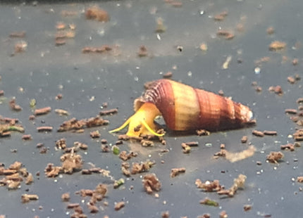 Orange Poso Rabbit Snail - Nano Tanks Australia Aquarium Shop