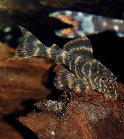 Panaqolus Maccus - Nano Tanks Australia Aquarium Shop