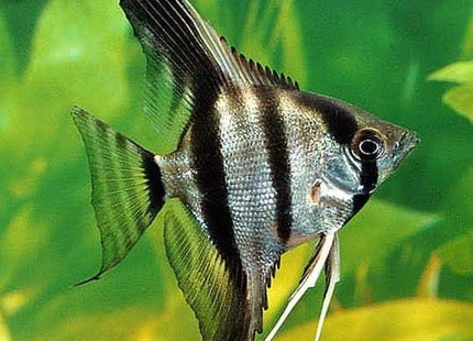 Panda Angel Fish - Nano Tanks Australia Aquarium Shop